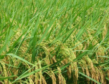 浙江省水稻品种有哪些？