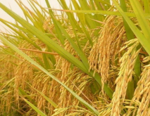 吉林省水稻品种有哪些？