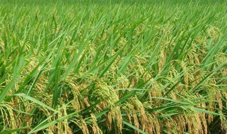 重庆市水稻品种推荐