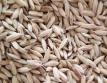 陕西省水稻种植品种推荐