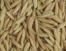 适合四川省种植的水稻品种推荐