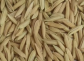 适合四川省种植的水稻品种推荐