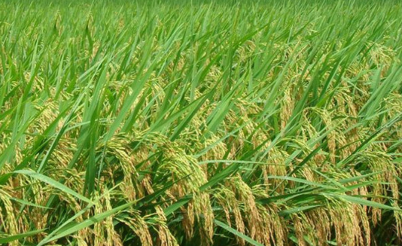 适合湖南种植的早稻品种推荐