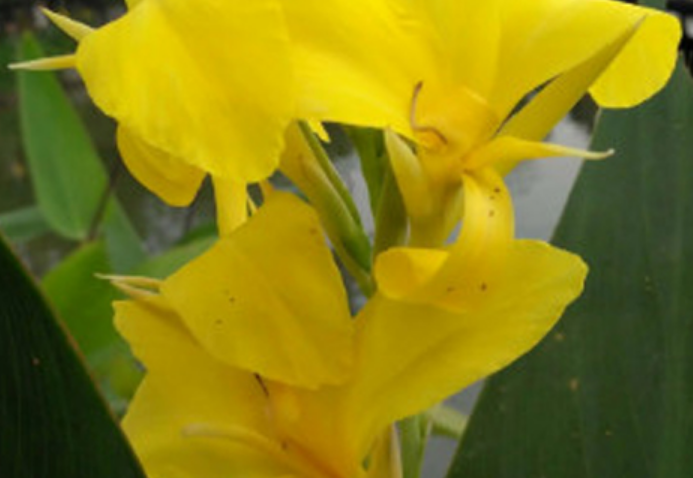6种属于夏天的花卉植物