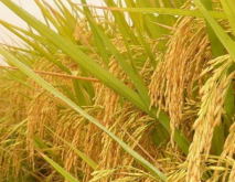 湖南省中稻种植推荐品种