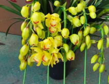 6种颜值超高的花卉植物