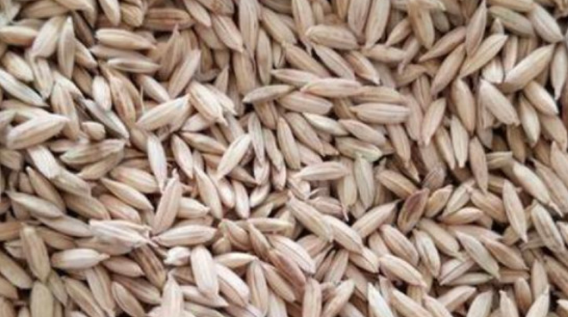江西樟树市优质水稻品种推荐