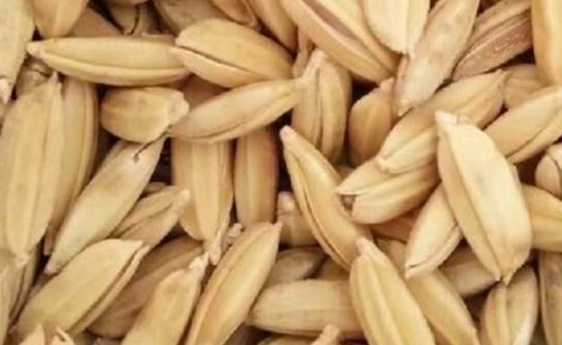 江西抚州市水稻种植品种推荐