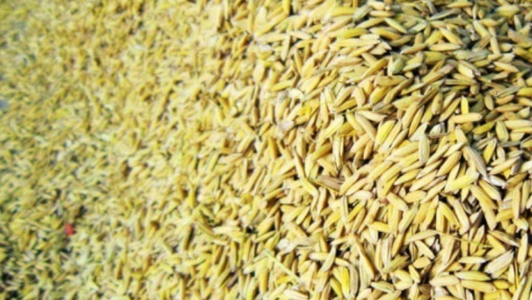 江西省南昌市优质水稻种植品种推荐