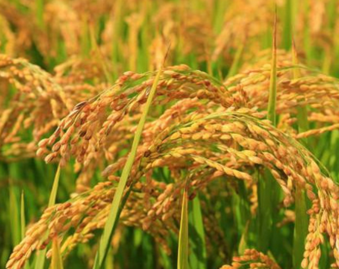 适合湖南省种植的再生稻品种推荐
