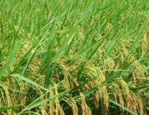 赣州市水稻种植品种推荐