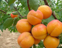 杏树苗品种大全