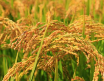适合湖南省种植的再生稻品种推荐