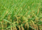 赣州市水稻种植品种推荐
