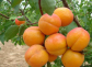 杏树苗品种大全