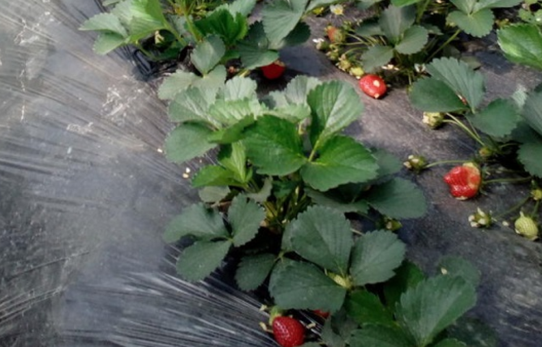 红颜草莓一年能结几茬果？