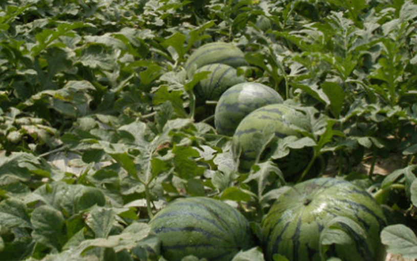 西瓜种植方法和技术