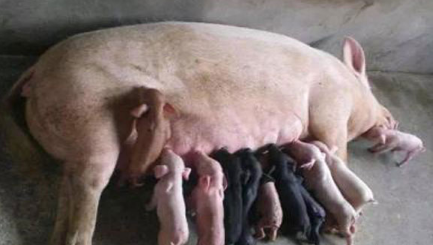 如何缩短母猪的产程？