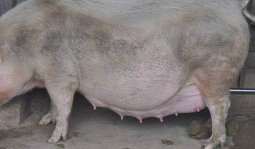 母猪产后护理技术