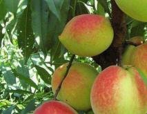 云南省哪里产的桃子最出名？