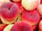 新疆哪里的桃子最有名最好吃？