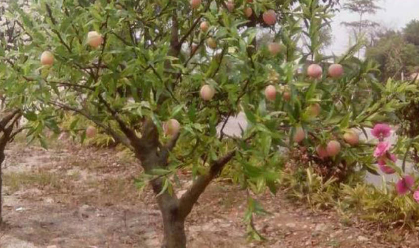 桃树的病虫害防治用什么农药？