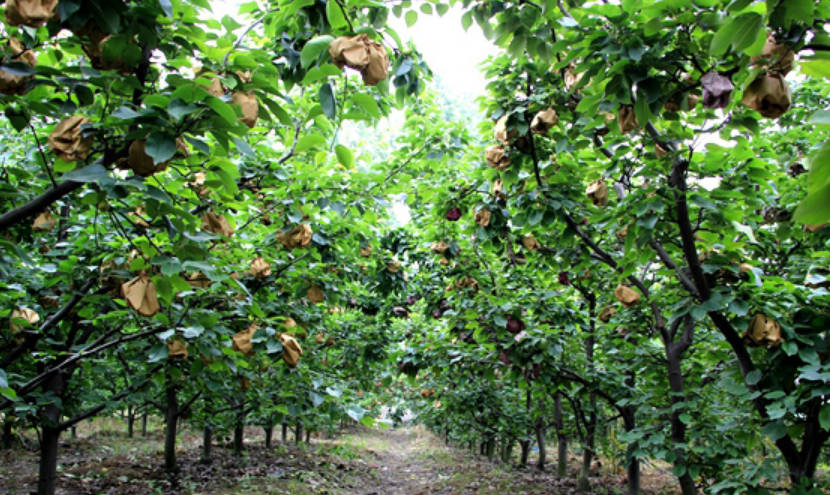 防止梨果的病虫害方法有哪些？