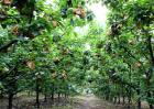 防止梨果的病虫害方法有哪些？