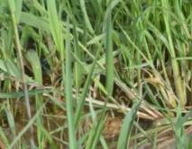 6种常见水稻田除草剂介绍