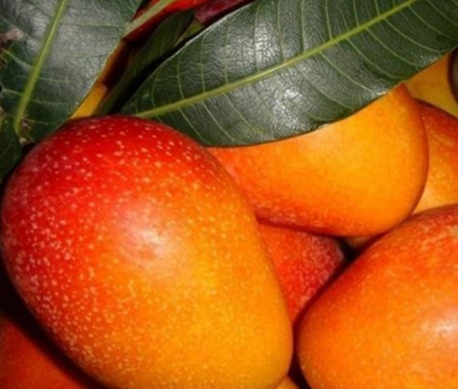 八大芒果品种优缺点介绍