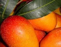 八大芒果品种优缺点介绍