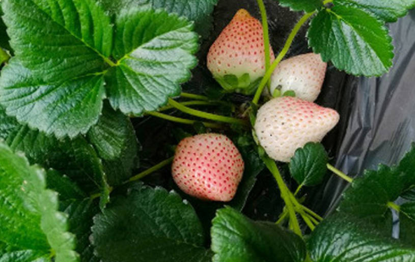 草莓品种好吃排名