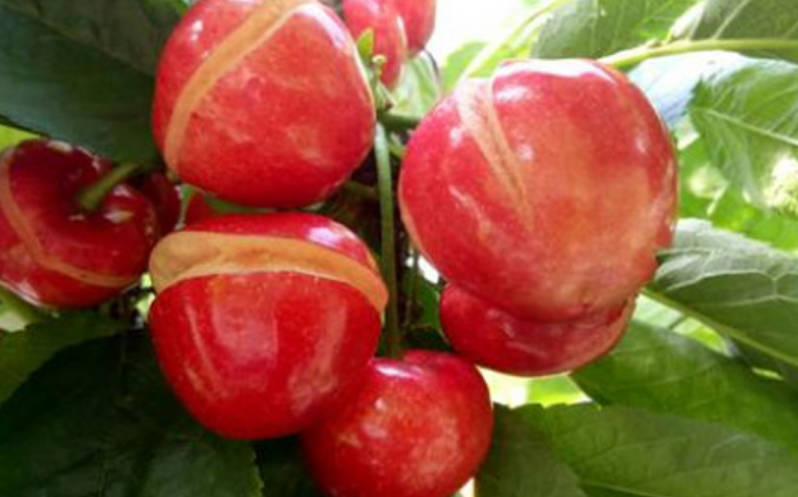 樱桃裂果产生原因及防治措施