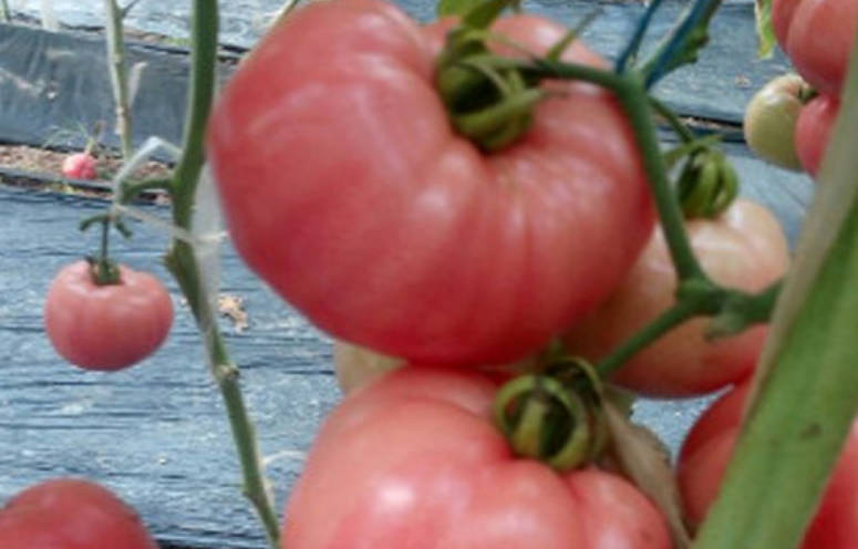 番茄空洞果是怎么形成的？如何预防？