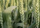 小麦赤霉病怎么防治最好？