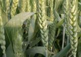 小麦赤霉病怎么防治最好？