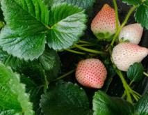 草莓品种好吃排名