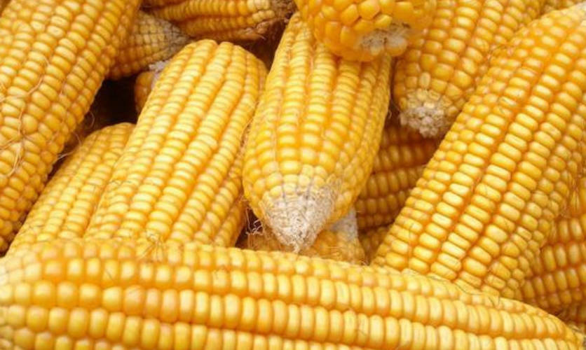 玉米种子品种推荐
