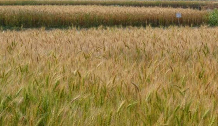 小麦种子品种推荐