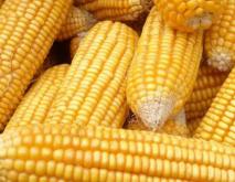 玉米种子品种推荐
