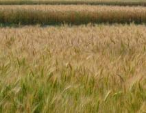 小麦种子品种推荐