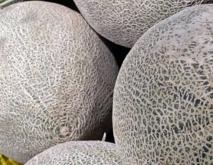 新疆哪里的哈密瓜最好吃？