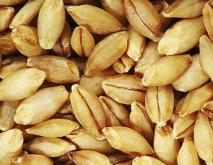 周麦45小麦品种介绍有哪些？
