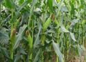 玉米耐高温品种有哪些？