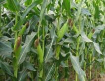 玉米耐高温品种有哪些？