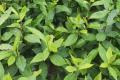 提高茶苗移栽成活率的方法有哪些？