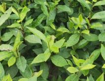 提高茶苗移栽成活率的方法有哪些？