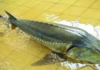 常见大型淡水猛鱼品种