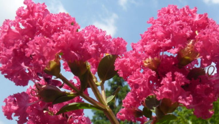 十种夏天最常见开花的树