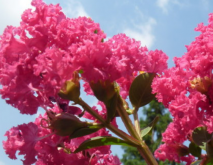 十种夏天最常见开花的树